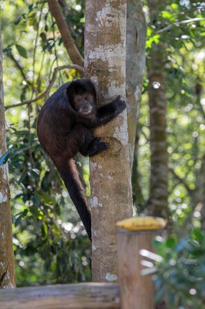 Garden - O Canto do Vale Trancoso (Porto Seguro)