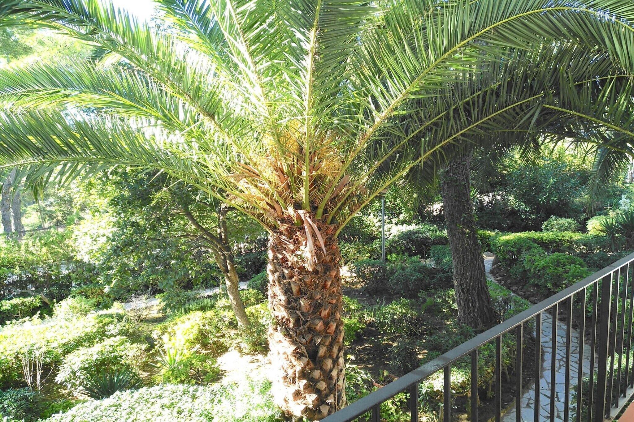 A lush garden with a variety of plants and a prominent palm tree.