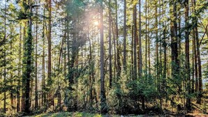 A dense forest with tall trees and sunlight filtering through. - Bird House: Fully Renovated Vesuvius Cottage (Salt Spring Island)