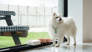 基础客房, 1 间卧室 (Room 102 – Dogs under 15kg allowed) | 1 多间卧室、免费 WiFi