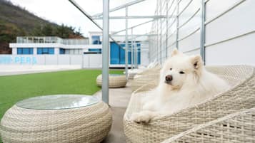 A white dog resting on a wicker chair in a covered outdoor area with a glass table nearby.