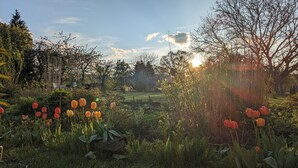 Un jardin avec des tulipes et des arbres.