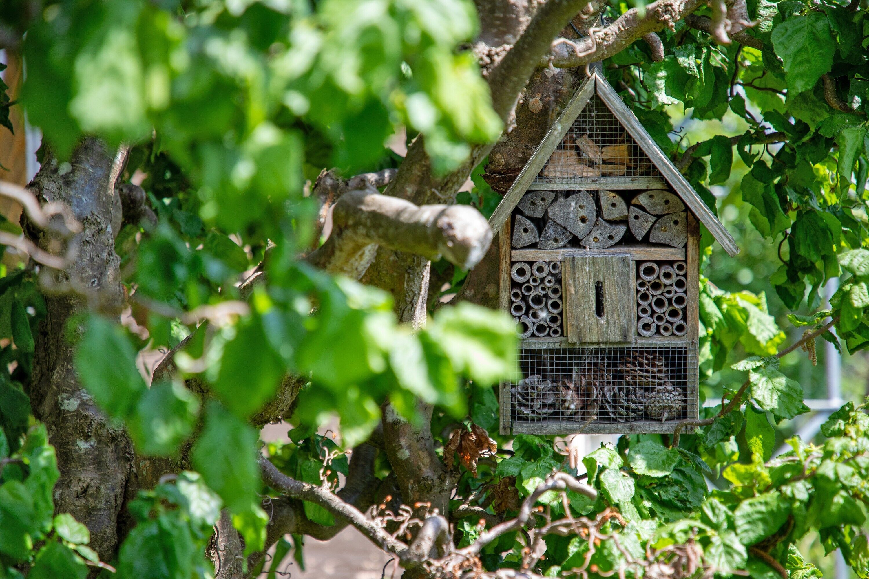 A birdhouse structure amidst greenery.
