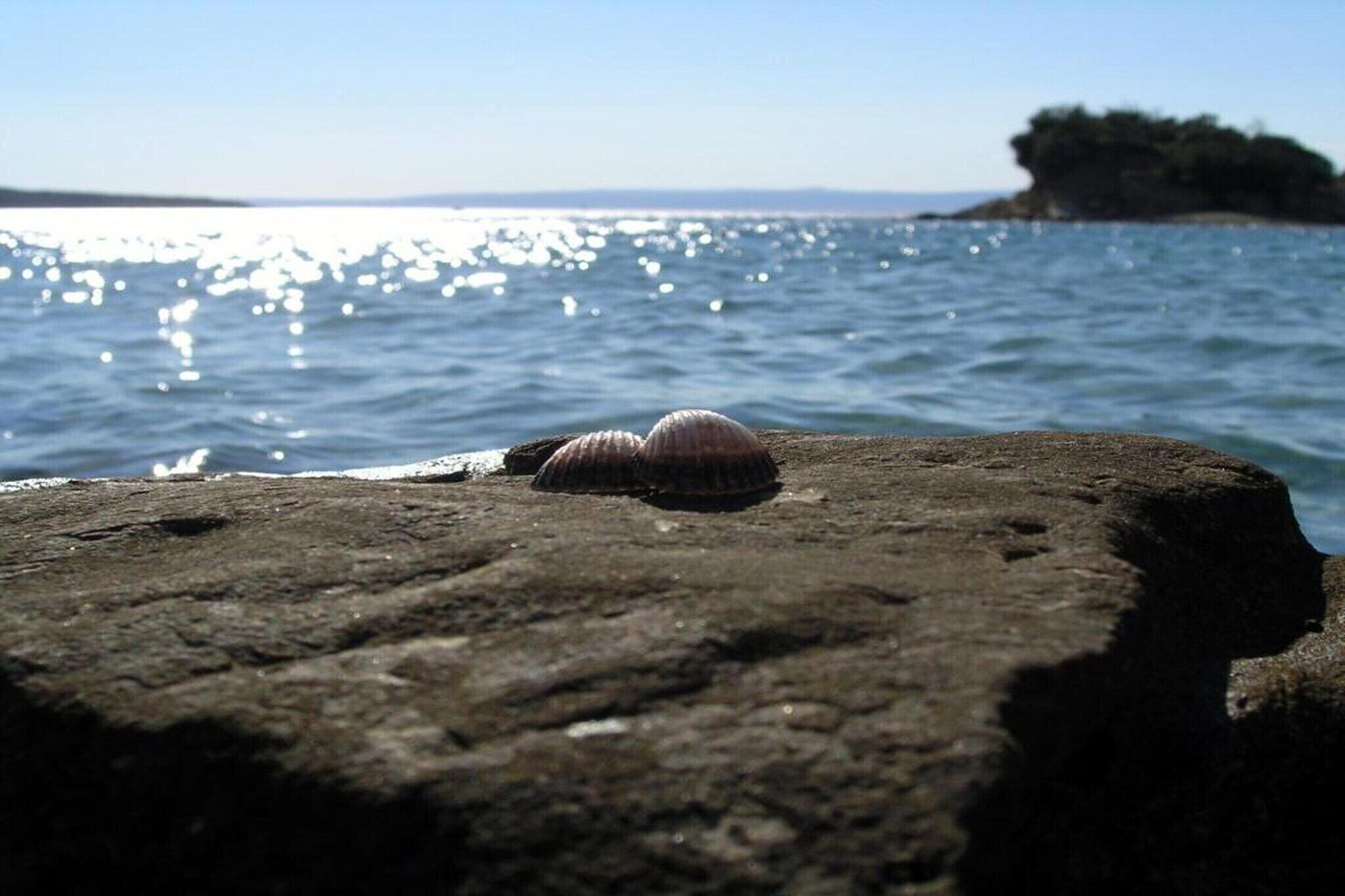 A rocky shoreline with two seashells and a distant view of the ocean and a small island.