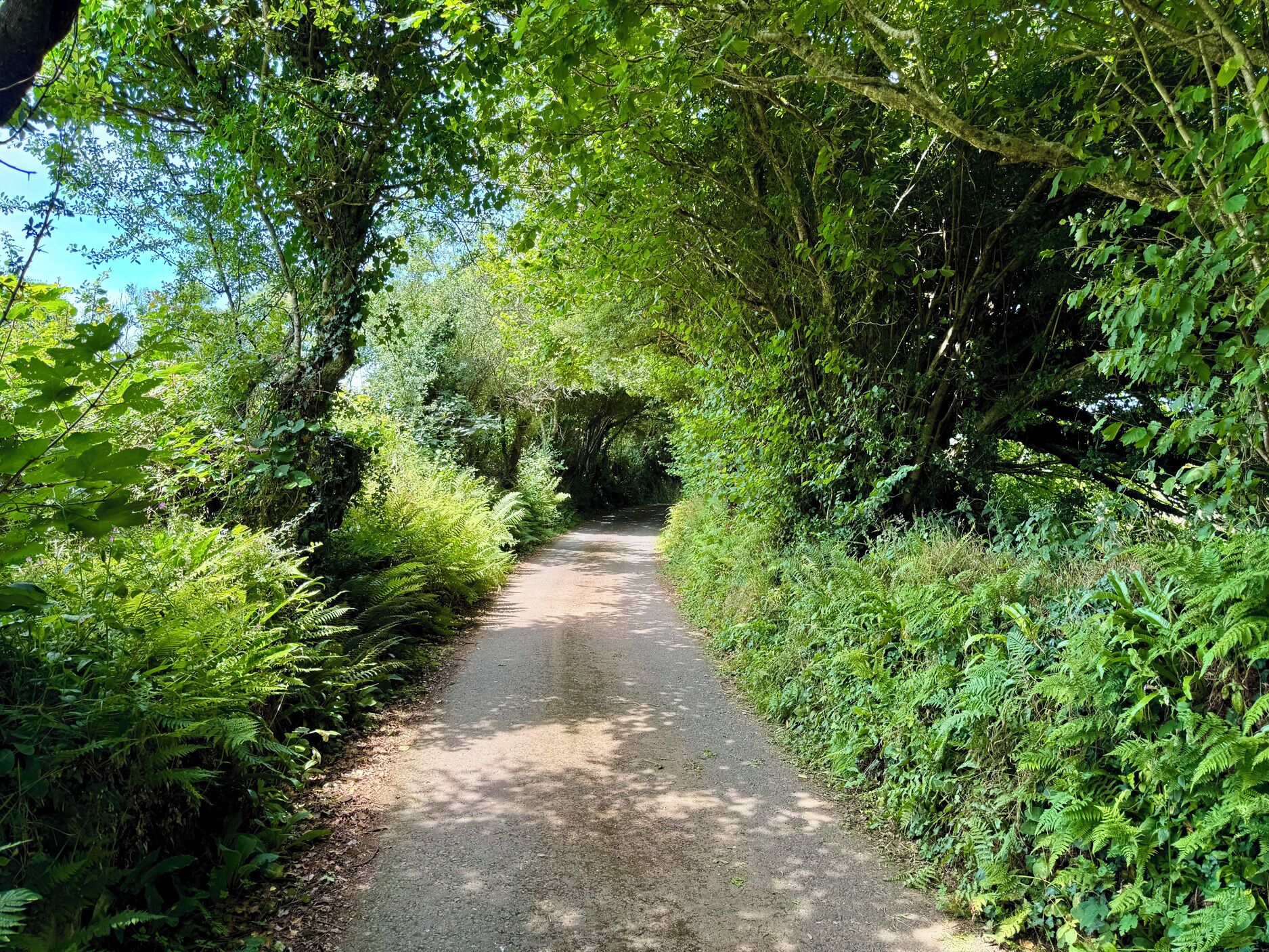 A narrow, paved path flanked by dense green foliage and trees, leading into a shaded area.