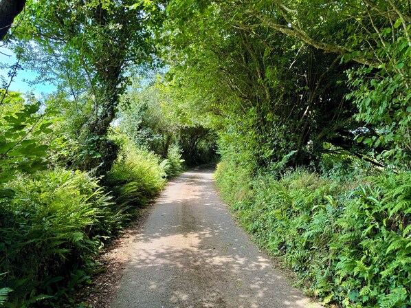 Un sendero estrecho y pavimentado, bordeado por una vegetación verde exuberante y árboles, que conduce a una zona sombreada.