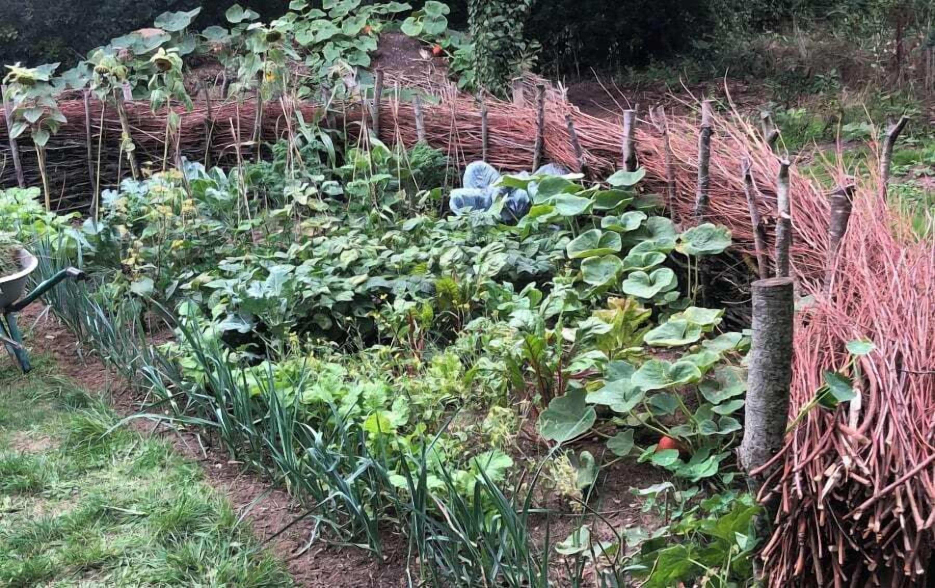 A garden with various plants and a wheelbarrow.