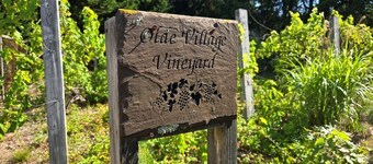 Chatham Vineyard View