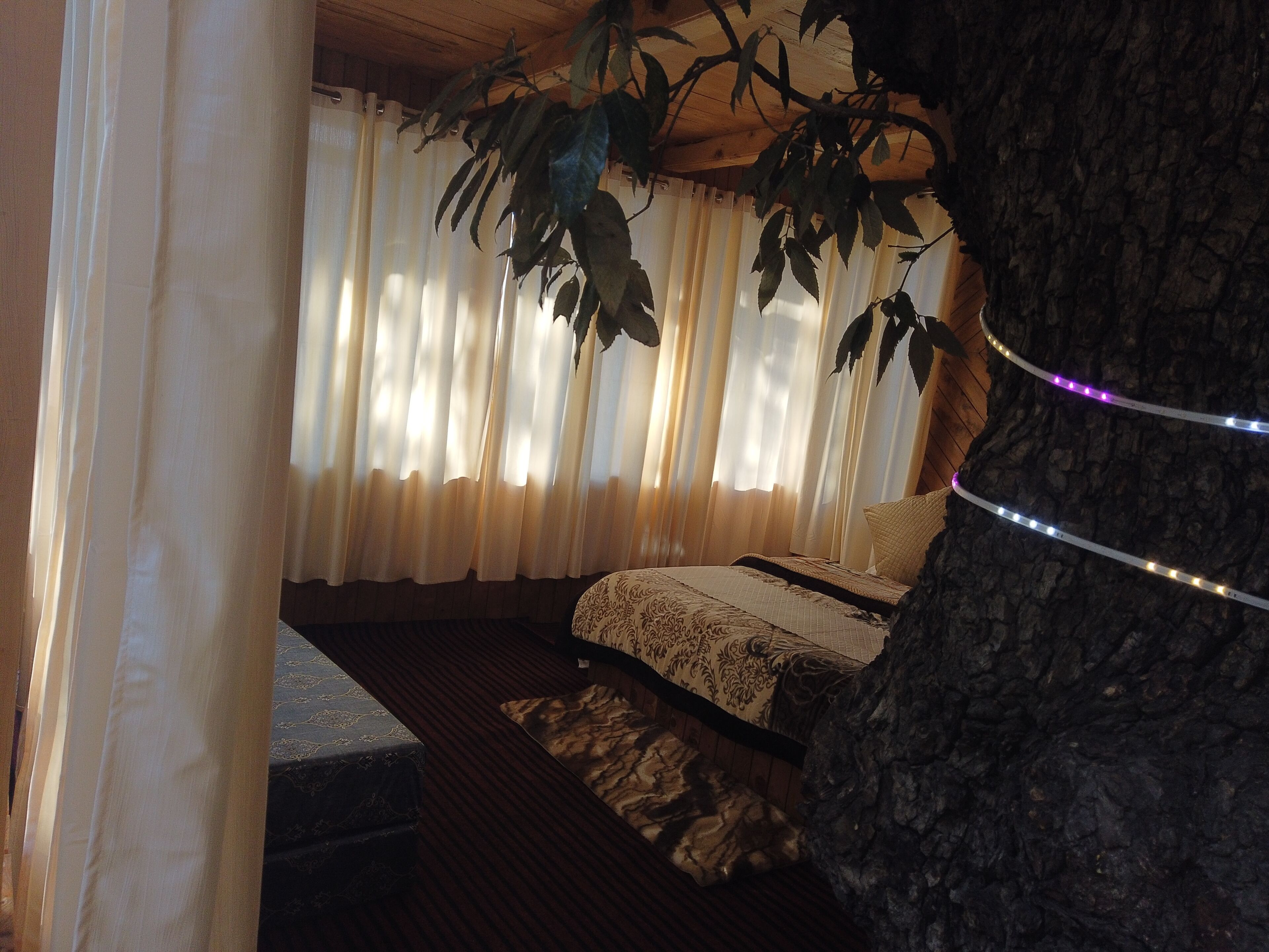 A bedroom with a bed, curtains, and a tree trunk.