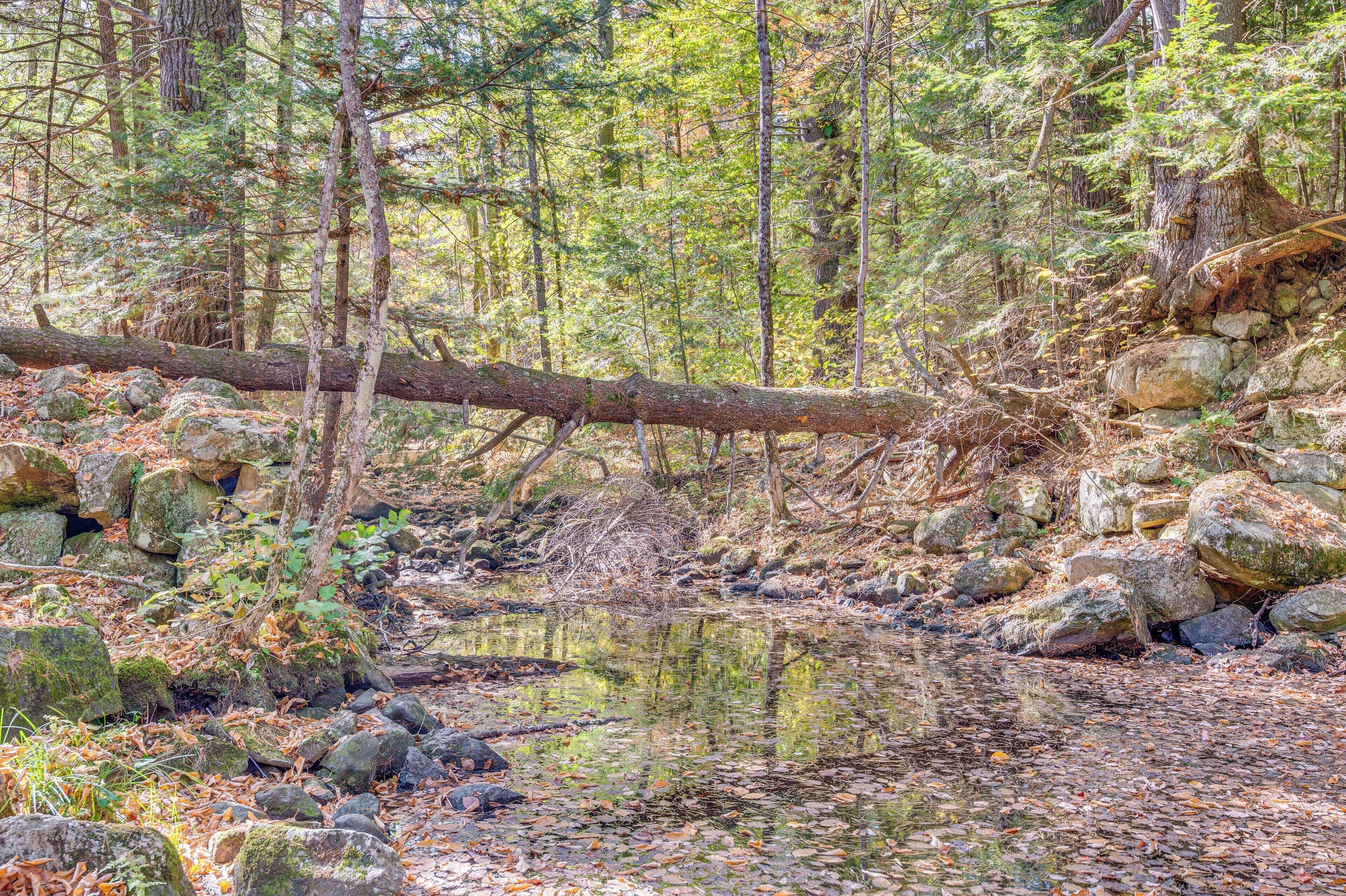 A forested area with a stream, rocks, and trees.