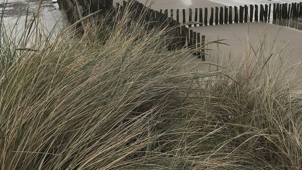 Een kustlandschap met een houten golfbreker die zich in de zee uitstrekt, omringd door grasduinen.
