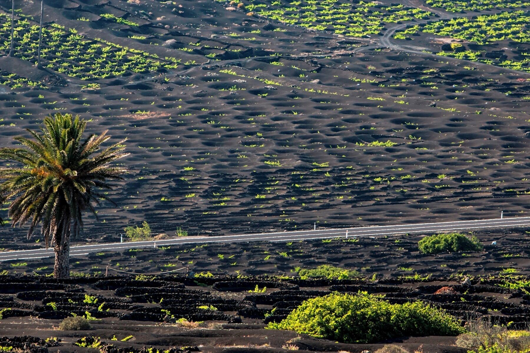Un paysage comprenant une route, des champs en terrasses et un palmier.