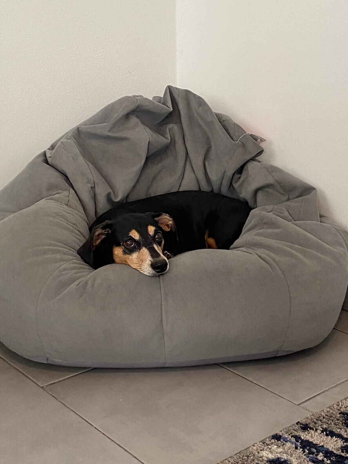 A dog resting in a grey pet bed.