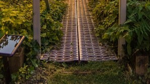 Un puente de madera con barandillas e iluminación que conduce a una masa de agua rodeada de vegetación.