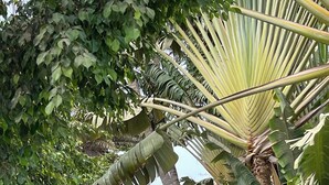 A pathway leading to a gated entrance with a checkered floor, surrounded by lush greenery and palm trees. - Villa Anna Dakar (Dakar)