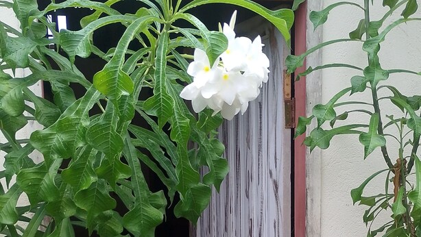 Un vano con una puerta de madera, rodeado de exuberante follaje verde y flores blancas.