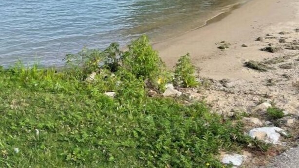 Un paysage au bord d’un lac, avec un grand arbre, une eau calme et une plage de sable.