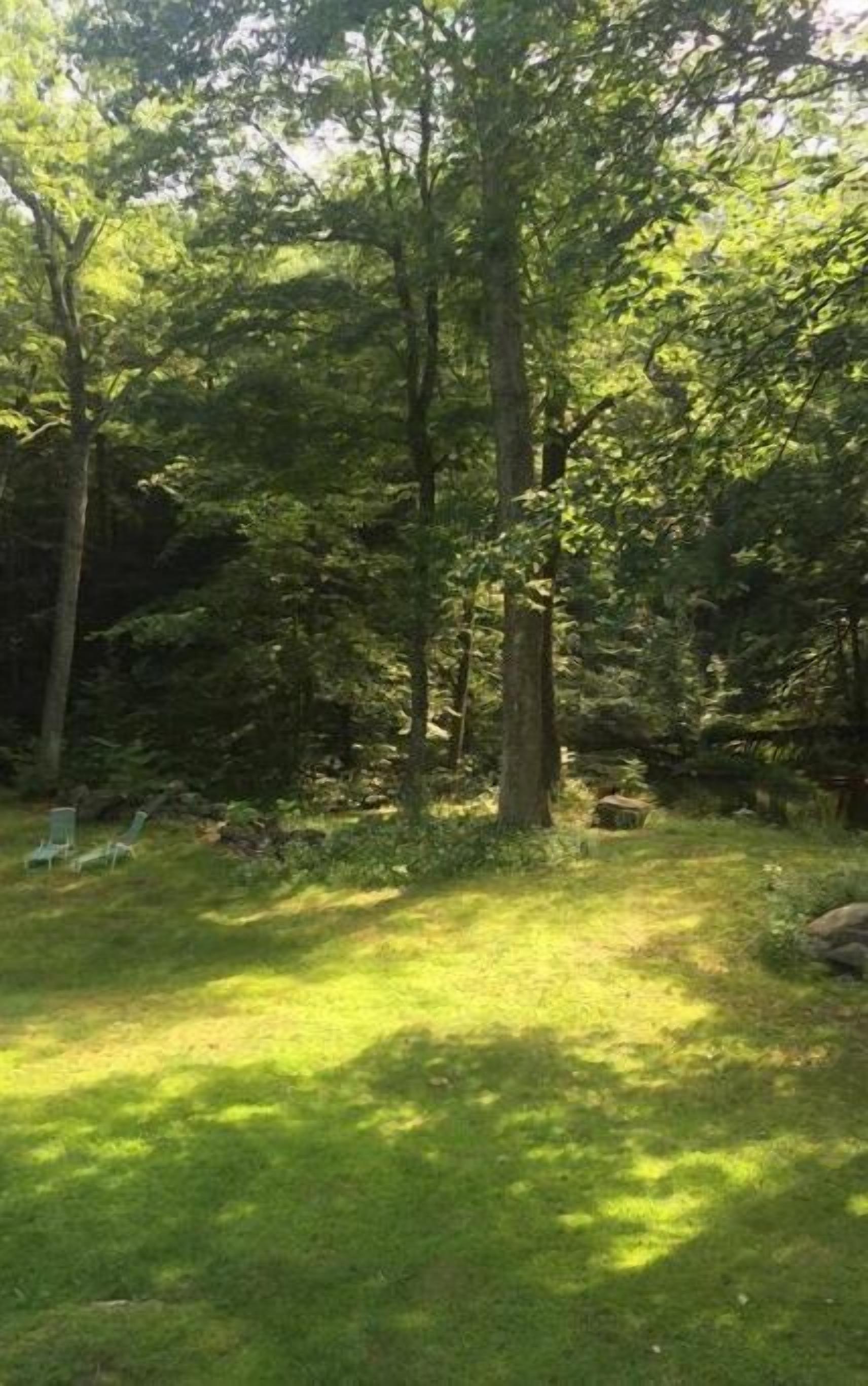 A forested area with a grassy clearing, trees, and a small structure.