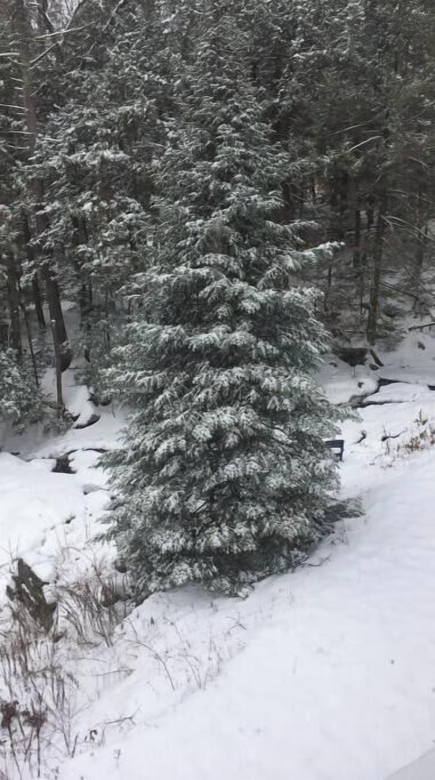 A snow-covered evergreen tree in a forest.