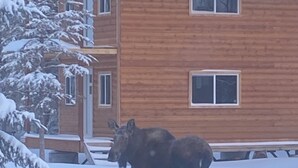 A moose standing in a snowy driveway in front of a wooden house.