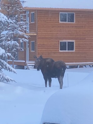 Exterior - Unique Cabin in Fairbanks, see the Aurora, fish/snow machine from the property (Fairbanks)