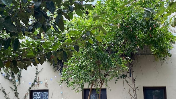 A building with a tree in front, two doors, and three wicker chairs. - Elegant and Cozy Appartement with Wifi and Garden in Heart of Charming Telavi (Telavi)