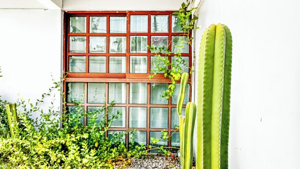 A window with a red frame and multiple panes, surrounded by greenery and a large cactus. - Stylish family boutique house, 10 minutes from downtown Oaxaca. (Oaxaca City)