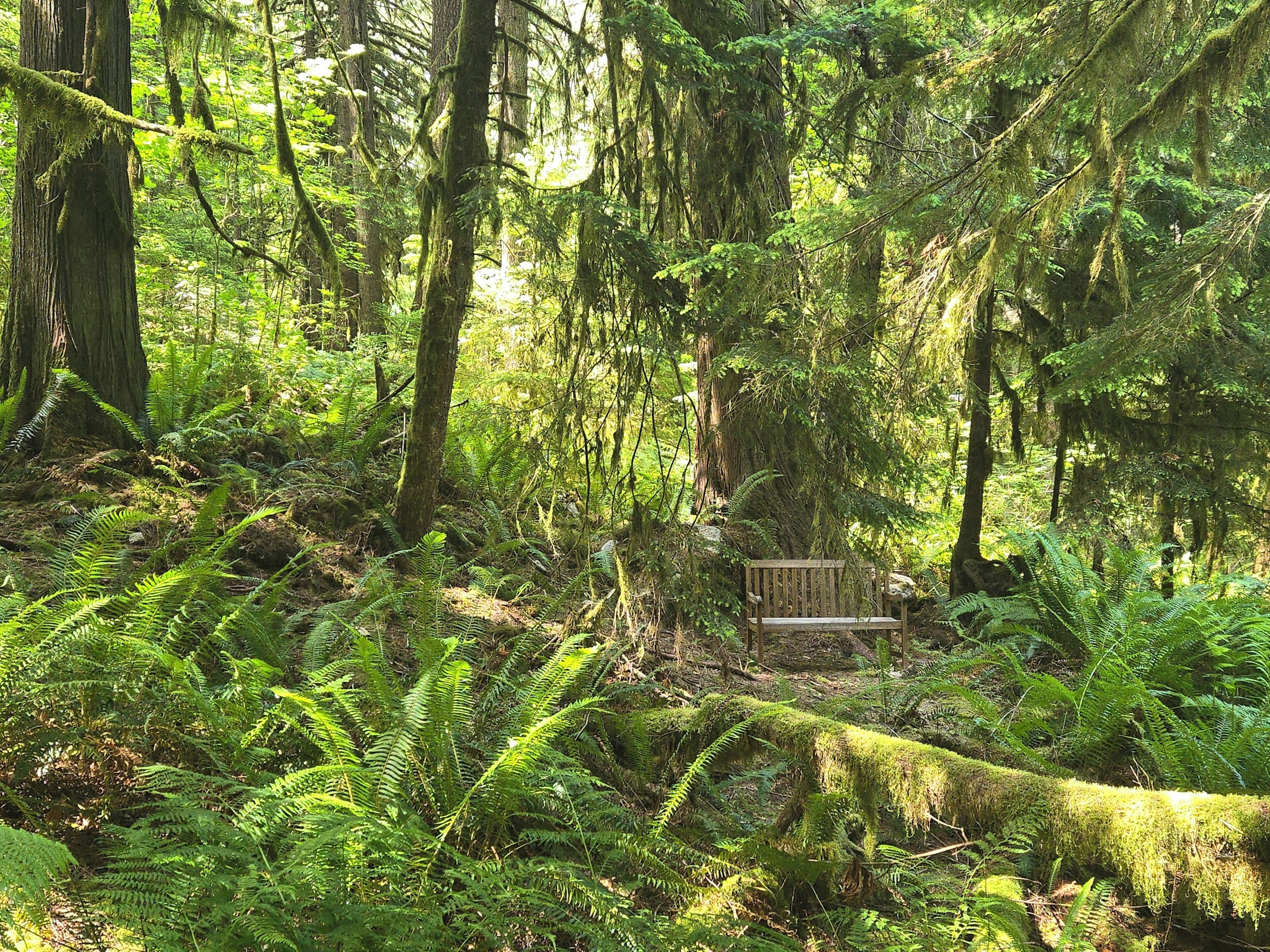A forest with a bench surrounded by ferns and trees.