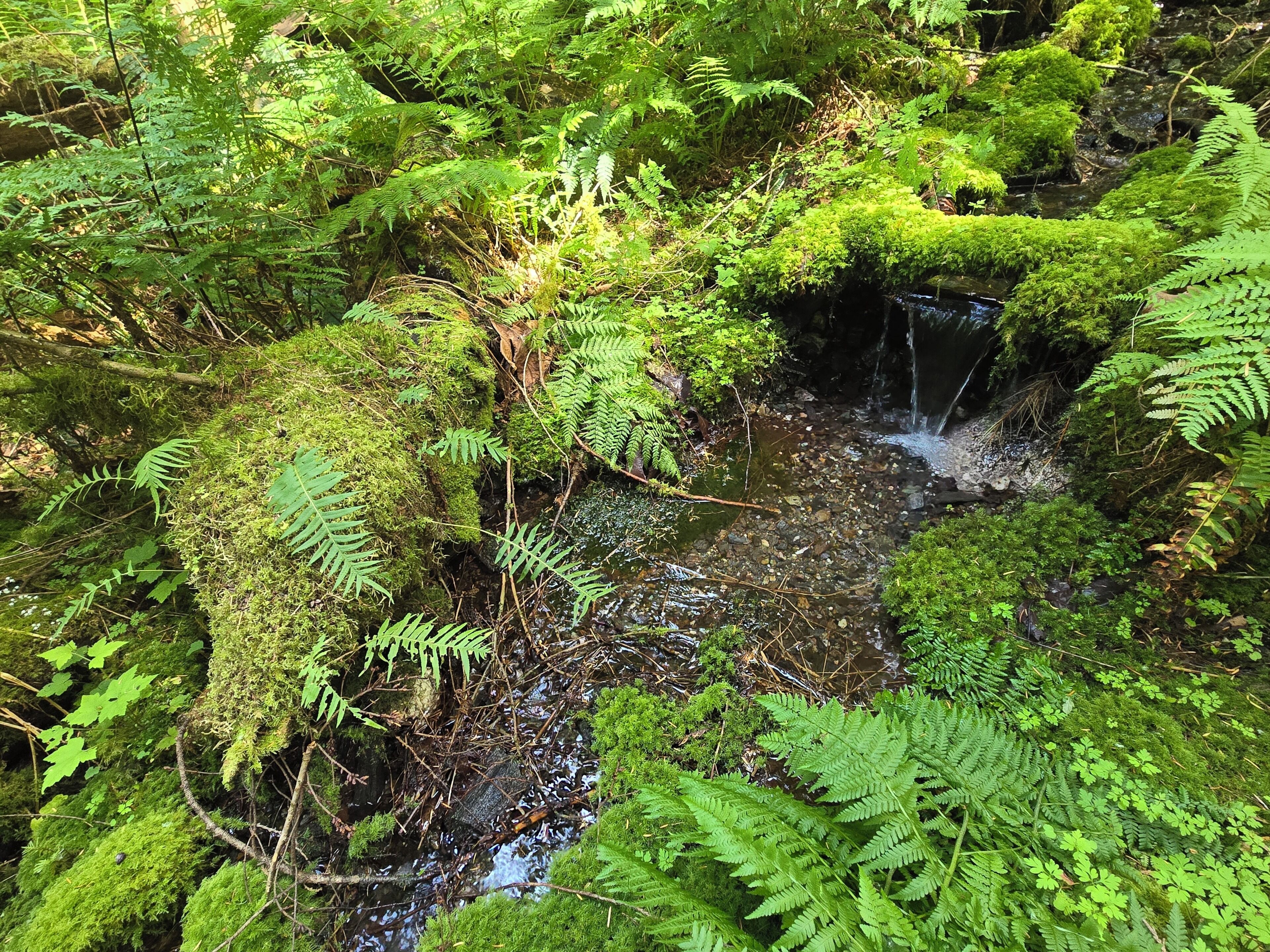 Un paysage forestier naturel avec un petit ruisseau, des fougères et des rochers couverts de mousse.