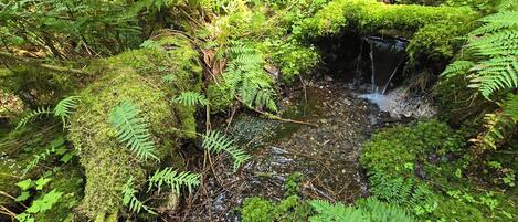 Un paysage forestier naturel avec un petit ruisseau, des fougères et des rochers couverts de mousse.
