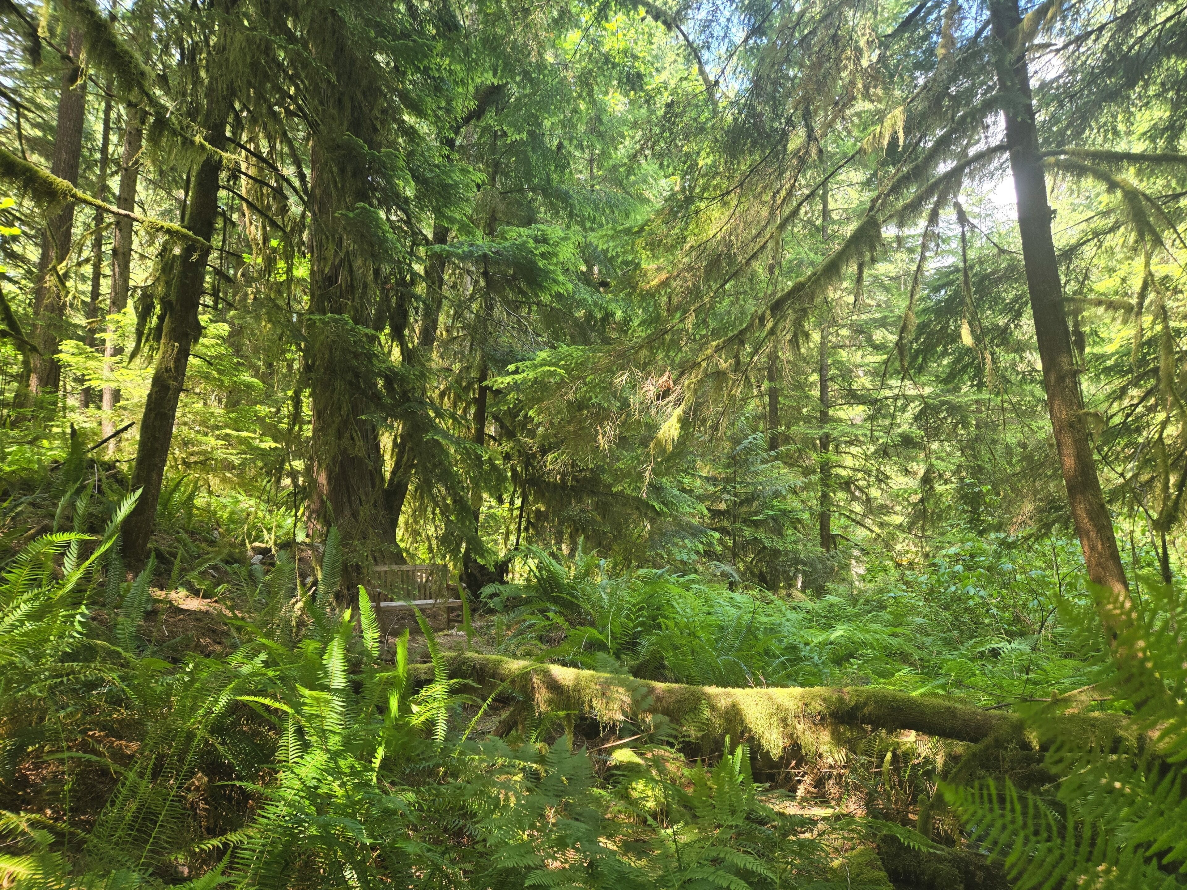 Une forêt dense, avec de grands arbres et des fougères.
