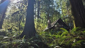 Ein Wald mit hohen Bäumen und einer Holzhütte.