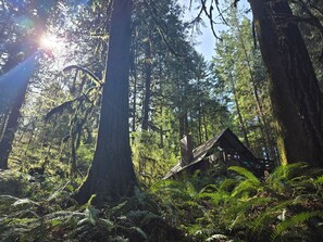 A forest with tall trees and a cabin. - Cozy Cabin at Javi's Spring with Forest Bath! (Marblemount)