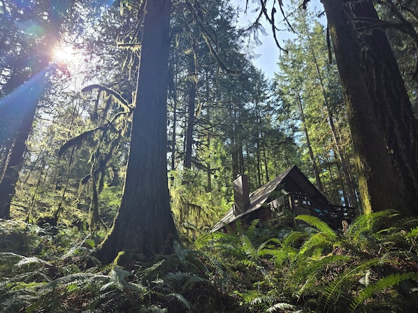Miscellaneous - Cozy Cabin at Javi's Spring with Forest Bath! (Marblemount)