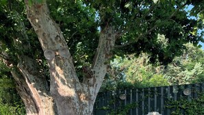 Un banco bajo un árbol grande en un parque, con una valla verde y un cartel al fondo.
