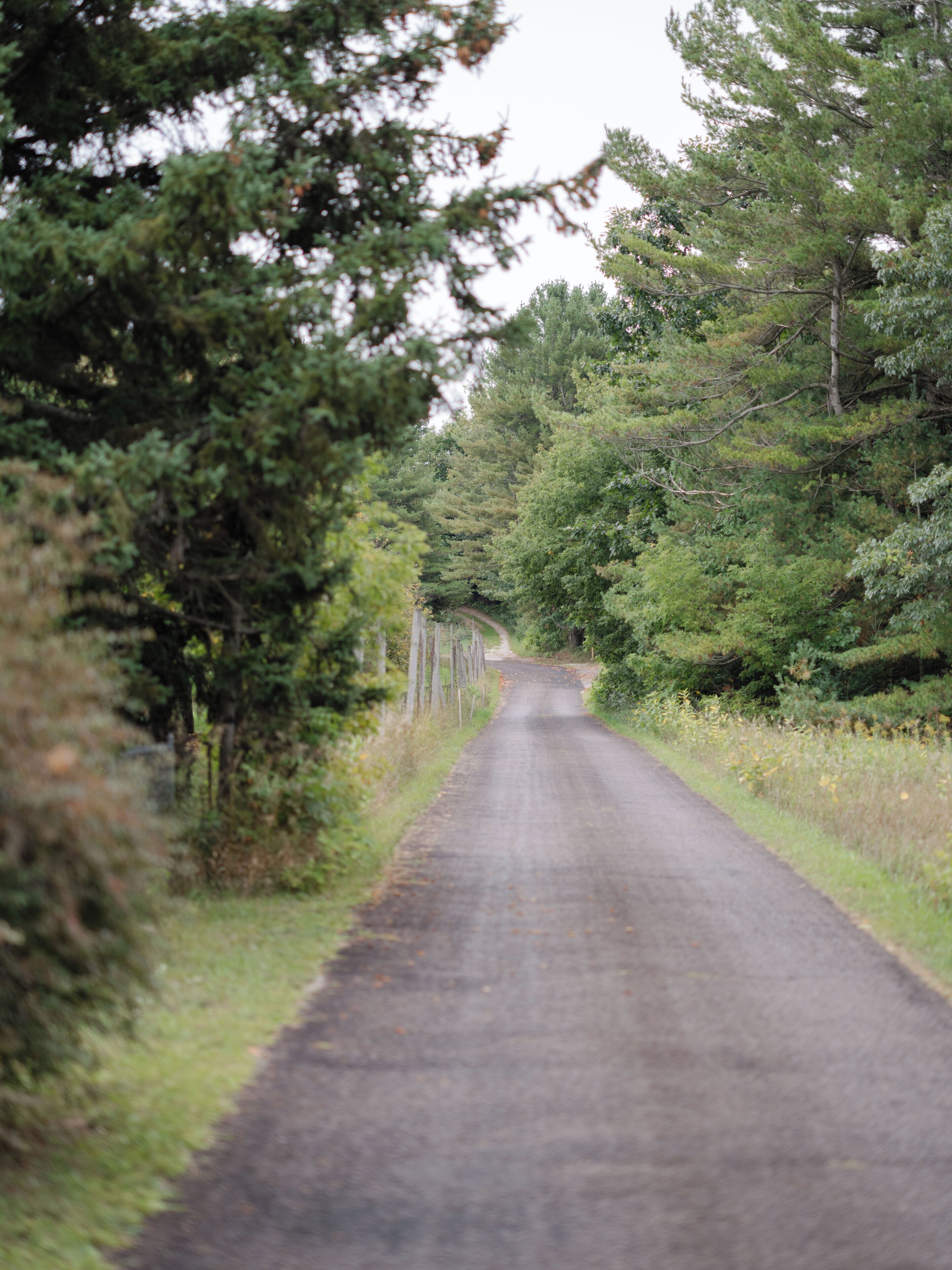 A rural road flanked by dense greenery and trees.