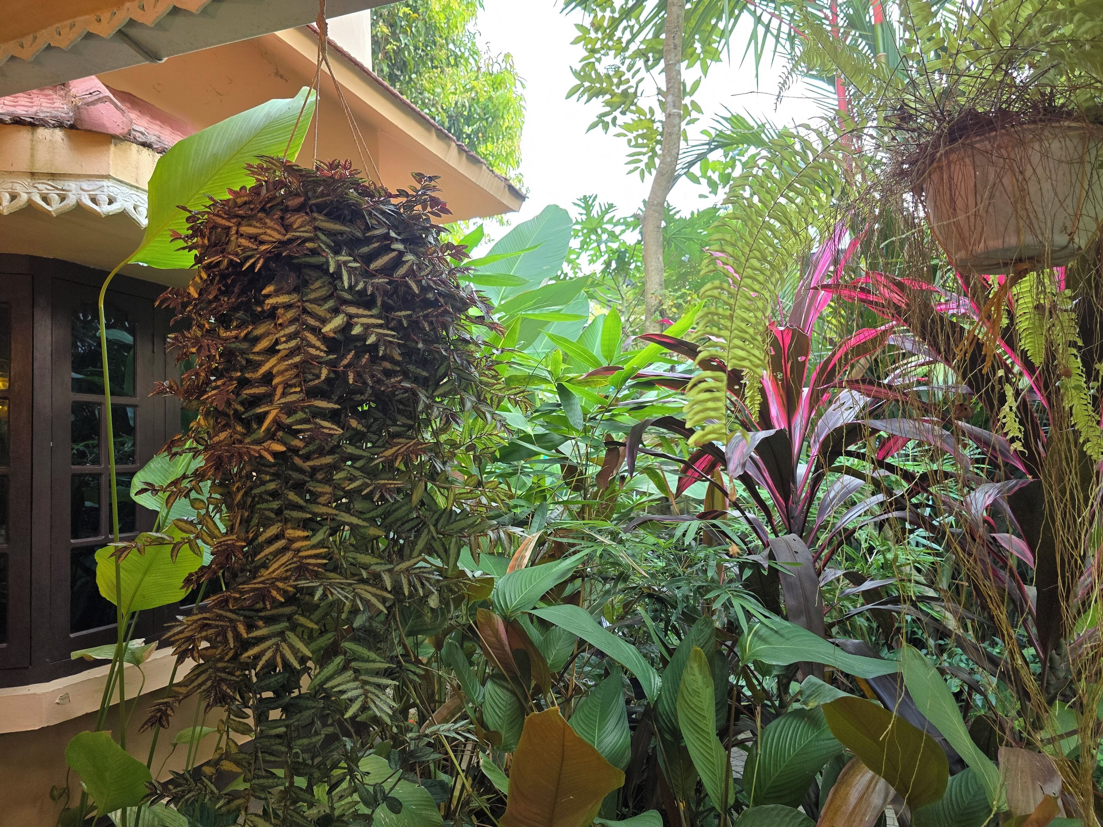 Un lussureggiante giardino interno con diverse piante tropicali, tra cui una pianta pendente con foglie secche e una pianta con una grande foglia verde.