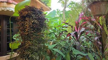 Un lussureggiante giardino interno con diverse piante tropicali, tra cui una pianta pendente con foglie secche e una pianta con una grande foglia verde.