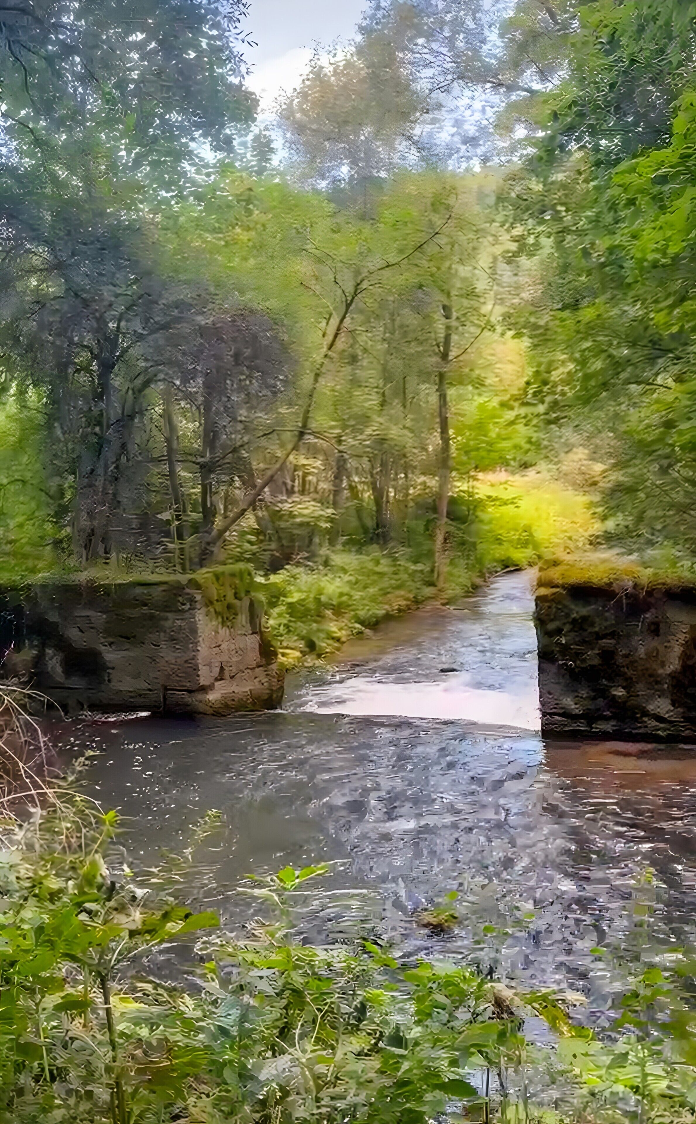 Un cours d’eau naturel bordé d’une végétation luxuriante et d’arbres.