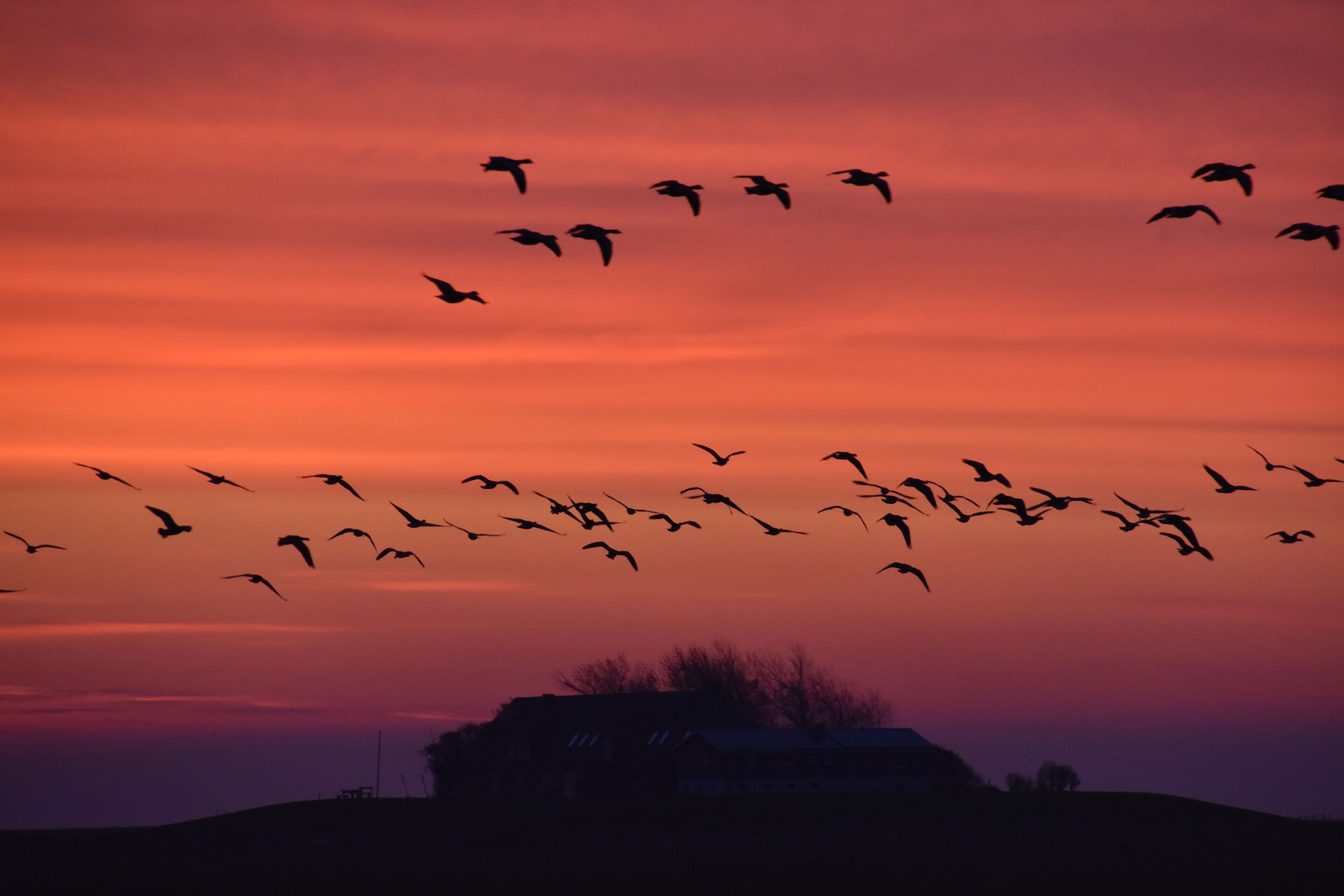 A silhouette of a flock of birds flying over a landscape with a building in the foreground.
