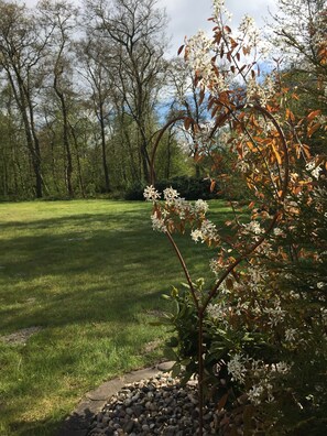 A grassy lawn with a tree in the foreground.