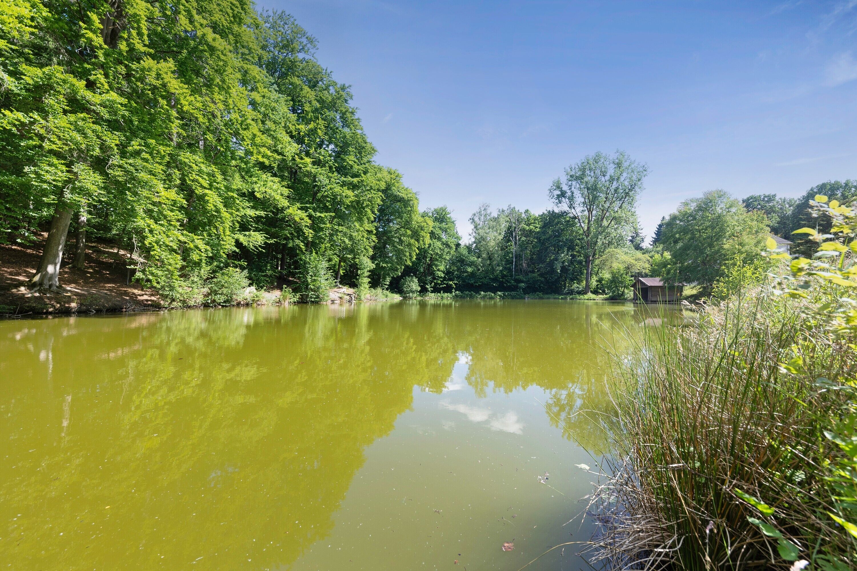 Un lago tranquillo circondato da una vegetazione rigogliosa e un piccolo edificio vicino alla riva.