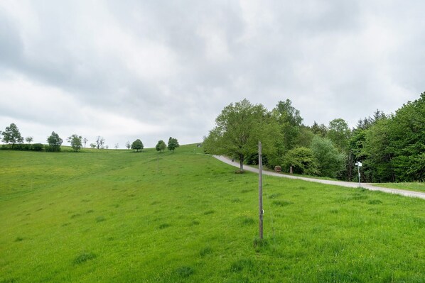 Un campo verde con un sendero de tierra y árboles.