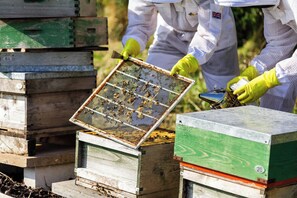 A person in protective clothing handling a beehive frame.