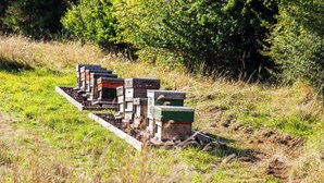 A row of beehives on a wooden platform in a grassy field. - Glamping - The Natterjack, Bath (Charlcombe)