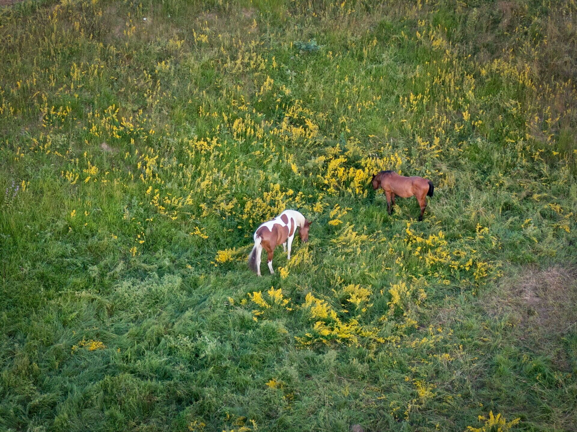 Paard, Bloem, Grasland, Pasture, Weide, Plantengemeenschap, Prairie, Veld