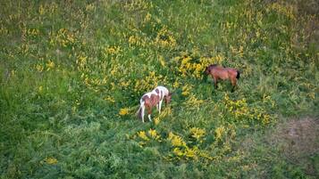 Paard, Bloem, Grasland, Pasture, Weide, Plantengemeenschap, Prairie, Veld