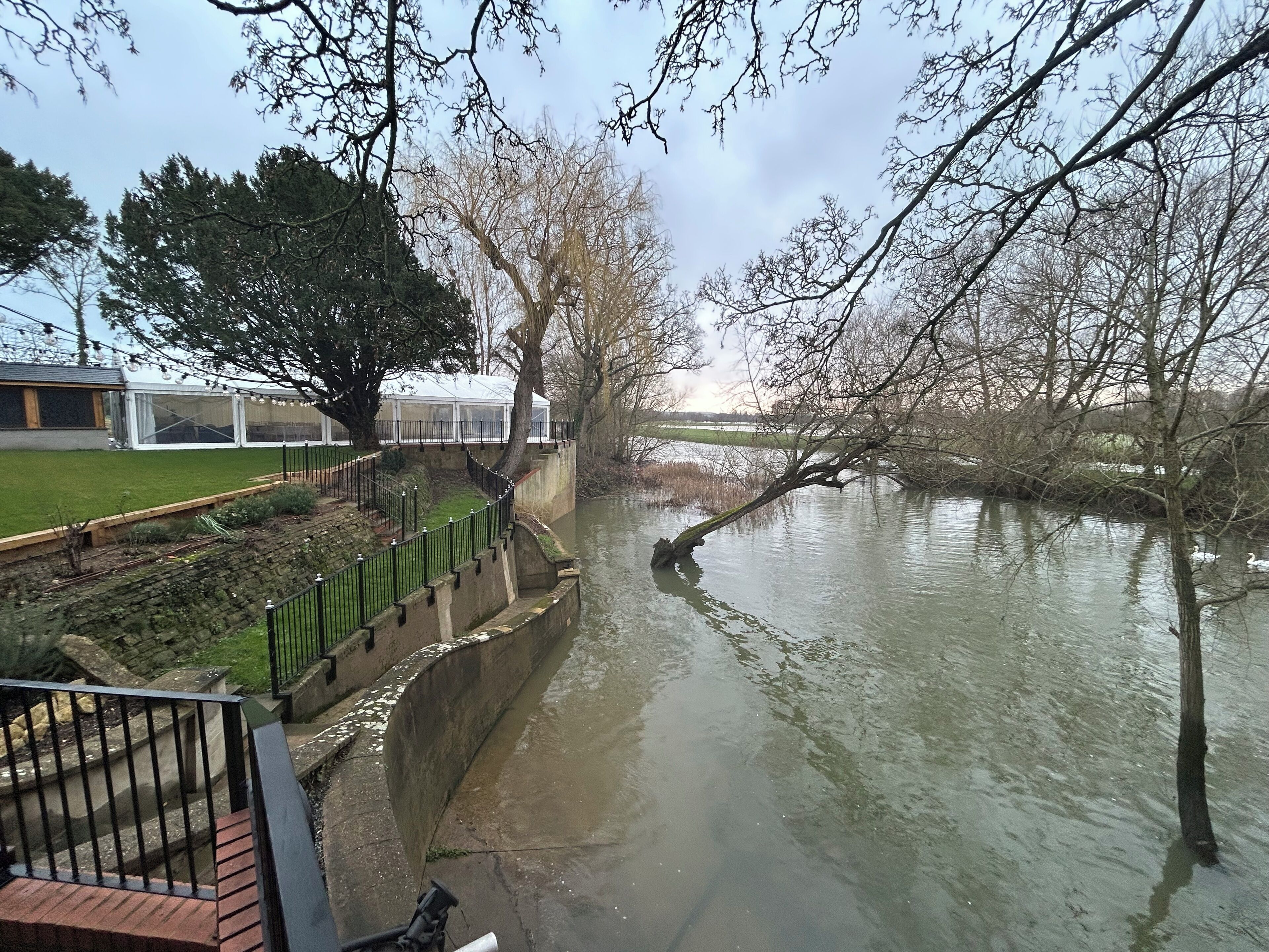 A riverside view with a concrete embankment, a tree, and a swan in the water.
