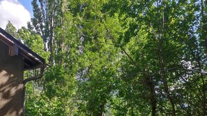Une terrasse en bois avec une rambarde donnant sur une zone boisée.