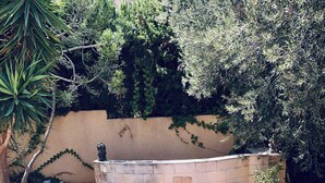 Terrassa amb una barbacoa, mobles d'exterior i una paret de pedra amb vegetació.